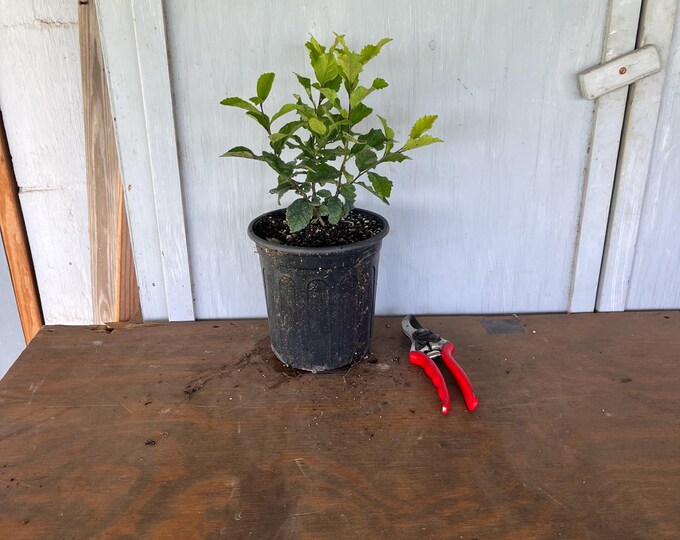 1 Gallon Anacua/Sandpaper Tree (Ehretia anacua) plant