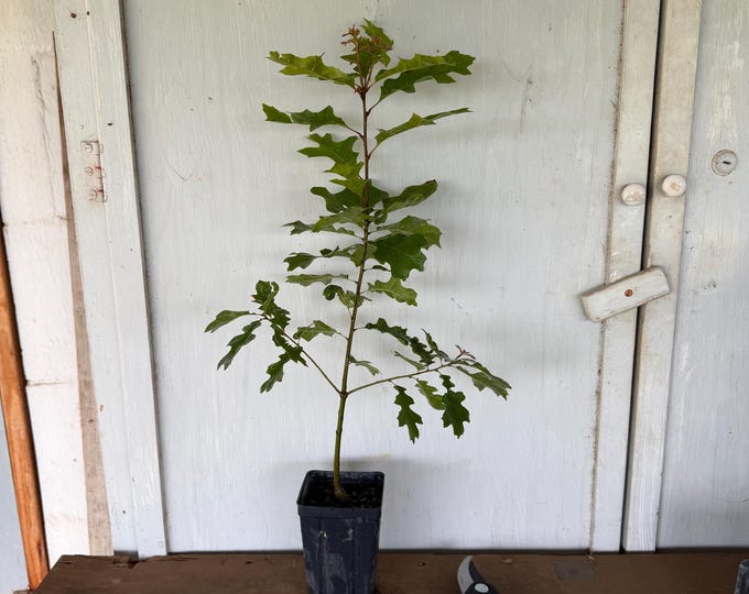 4” Texas Red Oak (Quercus buckleyi) tree