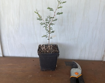 4” Sweet Acacia/Huisache (Acacia farnensiana) plant