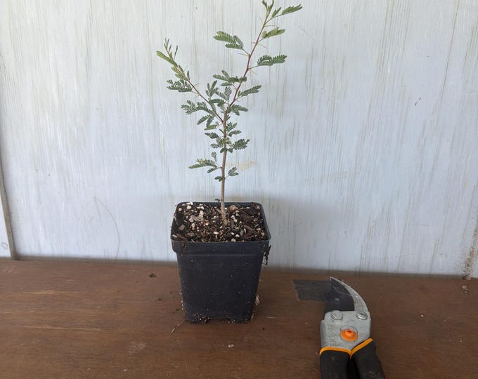 4” Sweet Acacia/Huisache (Acacia farnensiana) plant