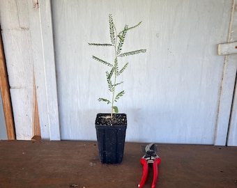 4” Palo Verde/ Retama (Cercidium texanum) plant.