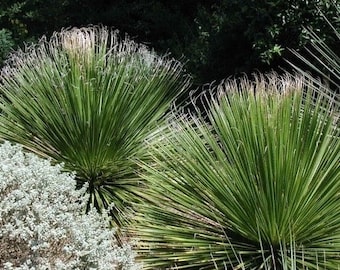 Seeds. Texas Sotol (Dasylirion texanum).