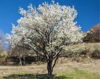Seeds. Mexican plum (Prunus mexicana).