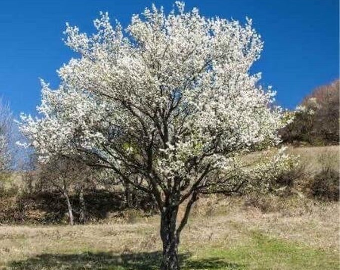 Seeds. Mexican plum (Prunus mexicana).