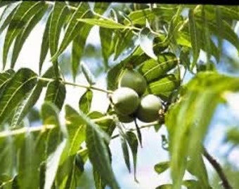 Seeds. Little Walnut, Texas Walnut (Juglans microcarpa)