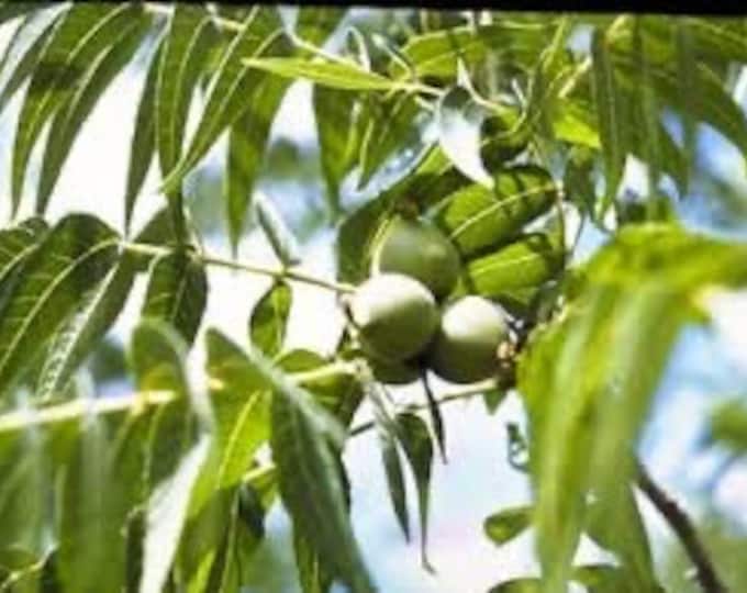 Seeds. Little Walnut, Texas Walnut (Juglans microcarpa)
