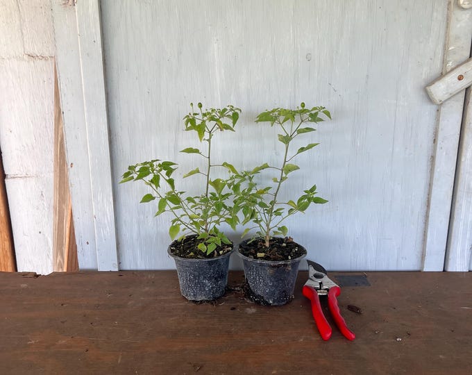 4” Chile Pequin (Capsicum annum) 2 for 15 dollars. Plant