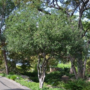 Seeds. Texas Persimmon (Diospyros texana)