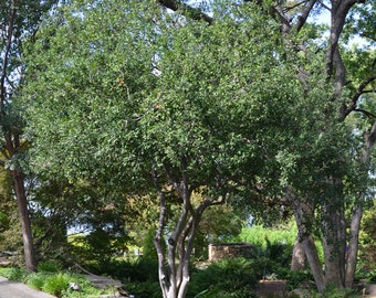 Seeds. Texas Persimmon (Diospyros texana)