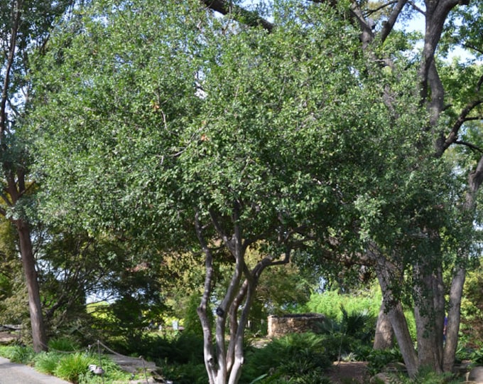 Seeds. Texas Persimmon (Diospyros texana)