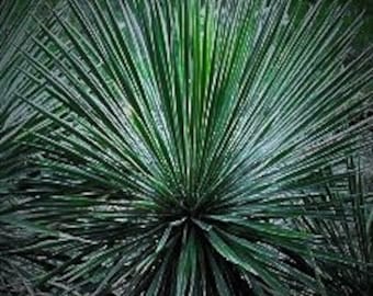 Seeds. Buckleys Yucca (Yucca constricta)