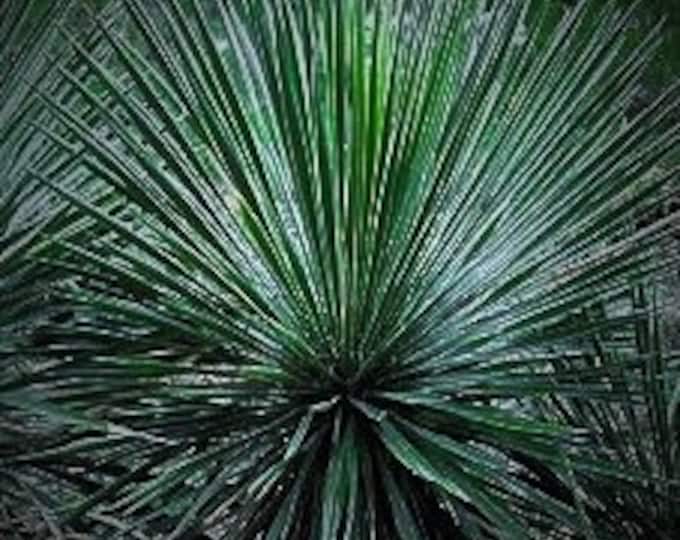 Seeds. Buckleys Yucca (Yucca constricta)
