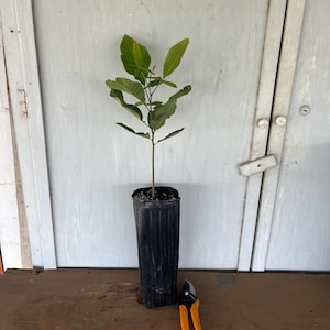 12” tube Texas Native Pecan (Carya illinoinensis) tree