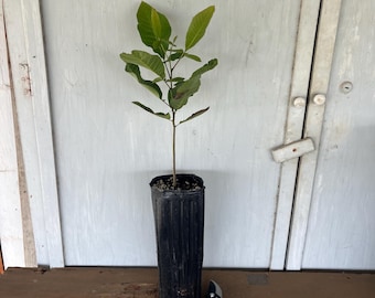 12” tube Texas Native Pecan (Carya illinoinensis) tree