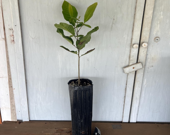 12” tube Texas Native Pecan (Carya illinoinensis) tree