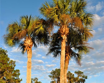 Seeds. Mexican Fan Palm (Washingtonia robusta)