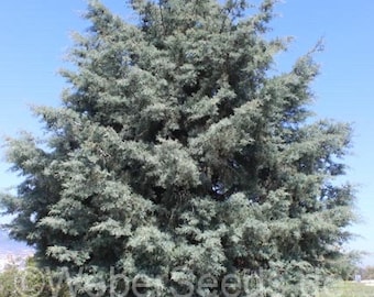 Seeds. Arizona Cypress (Cupressus arizonica)