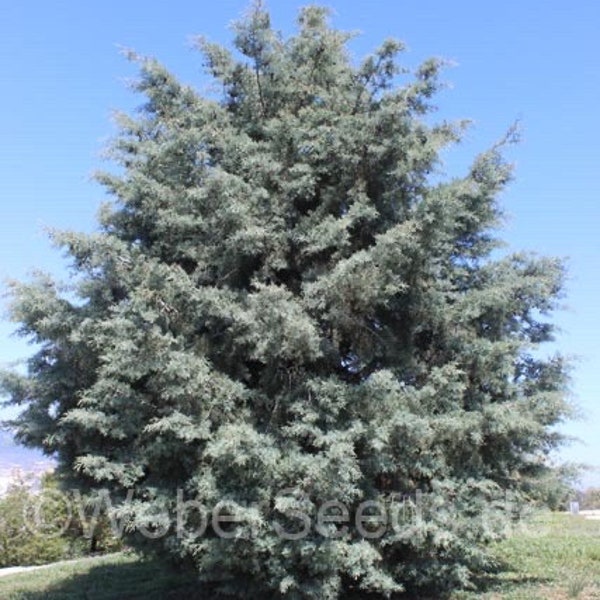 Seeds. Arizona Cypress (Cupressus arizonica)