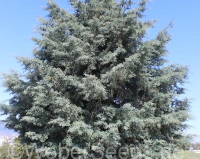 Seeds. Arizona Cypress (Cupressus arizonica)