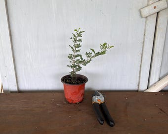 4” blackbrush Acacia (Acacia rigidula) plant