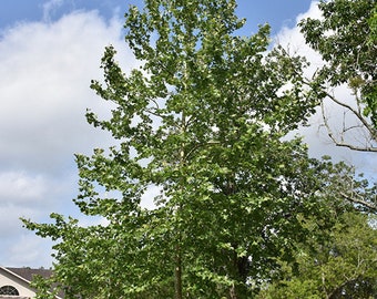 Seeds. Mexican Sycamore (Platanus mexicana).
