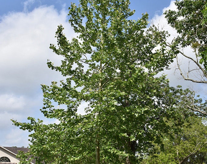 Sycamore Tree Sapling, Sycamore Tree, Sycamore Plant, Live Plant ...