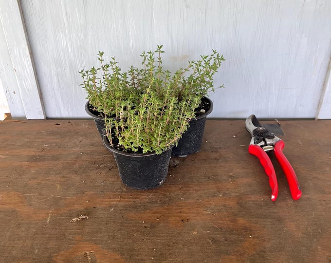4” Thyme Plants (3 plants per order)