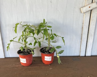 4” Bonny Best Tomatoes (2 plants per order)