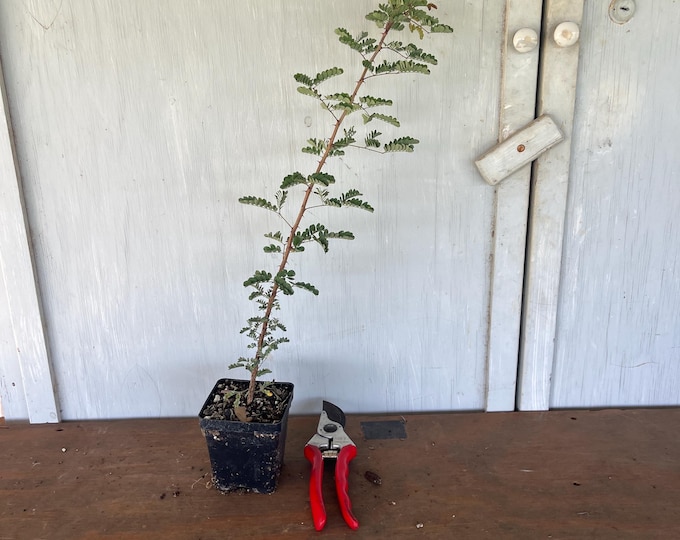 4” Roemers Acacia/Roundflower Catclaw (Acacia roemeriana) plant