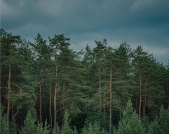 Moody Pine Forest Wall Art | Dark Woodland Landscape Poster | Modern Nature Decor