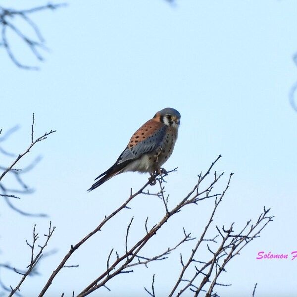 Vibrant Kestrel 4x6 Framed Photograph- Reno, Nevada