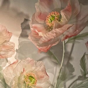 Puede incluir: Tres delicadas flores de amapola rosadas transl&uacute;cidas con centros verdes. Las flores est&aacute;n dispuestas sobre un fondo blanco con iluminaci&oacute;n suave.