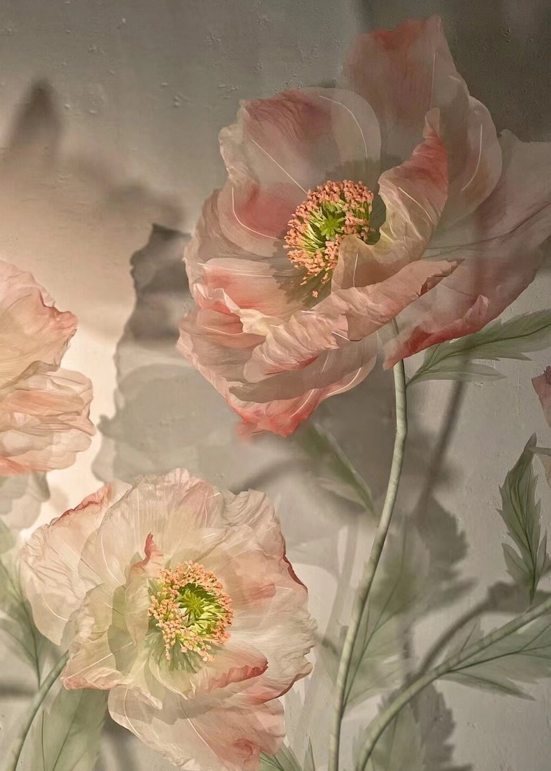 Puede incluir: Tres delicadas flores de amapola rosadas transl&uacute;cidas con centros verdes. Las flores est&aacute;n dispuestas sobre un fondo blanco con iluminaci&oacute;n suave.