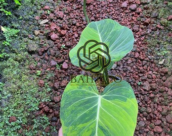 New Listed - Actual Plant Philodendron Gloriosum Variegated - Bahtico Real Pict