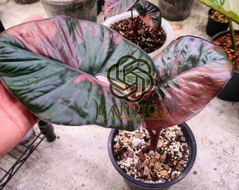 Very Cheap Wholesales Alocasia Serendipity Pink Variegated - Free Phytosanitary DHL Express