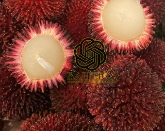 Wholesale - Grafted Fruit PULASAN - free phytosanitary DHL Express - Grafted Fruit Wholesale