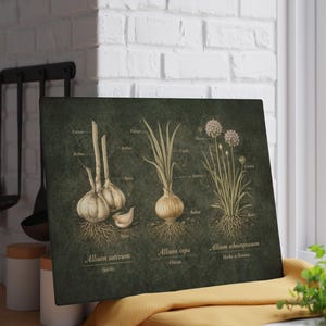 Può includere: Illustrazione botanica su sfondo verde scuro raffigurante aglio, cipolla e erba cipollina con le loro radici e parti etichettate. Il testo include i nomi latini e i nomi comuni di ogni pianta. L'opera è su un tagliere.