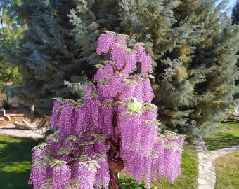 Aluminium Wire Wisteria Tree