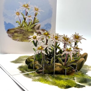 Cartões de origami pop de flanela australiana, jardim de flores selvagens nativas 3D, feliz aniversário, feitos à mão com amor, compre online https://origamipopcards.com/