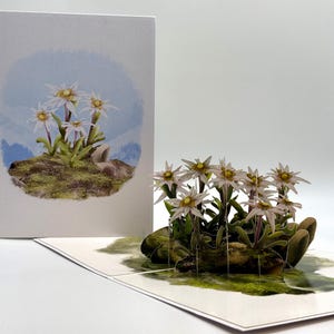 May include: A pop-up greeting card with a 3D depiction of edelweiss flowers. The card is open, revealing the flowers rising from a mossy base. A matching card with a watercolour illustration of the same flowers is also visible.