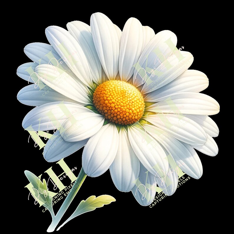 Daisy April Birth Flower Clipart Bundle, Five Digital PNG Images in