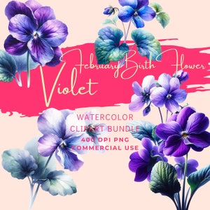 Violet Februar Geburtsblume Clipart Bundle, fünf digitale PNG Bilder in hoher Auflösung, transparent, sofortiger kommerzieller Download
