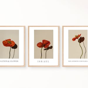 Israel Nationalblume - rote Anemone Coronaria Wand-Kunstdruck, Zustand Botanische Kunst, Satz von drei Blumendekor, Mohnblume, druckbares Poster,