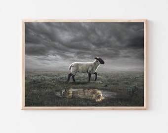 May include: A white sheep with a black face walks through a field with a stormy sky above. The sheep is reflected in a puddle of water.