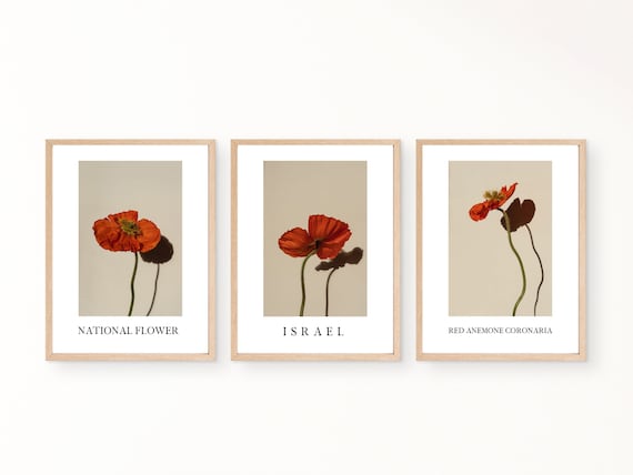 Israel National Flower - Red Anemone Coronaria Wall Art Print