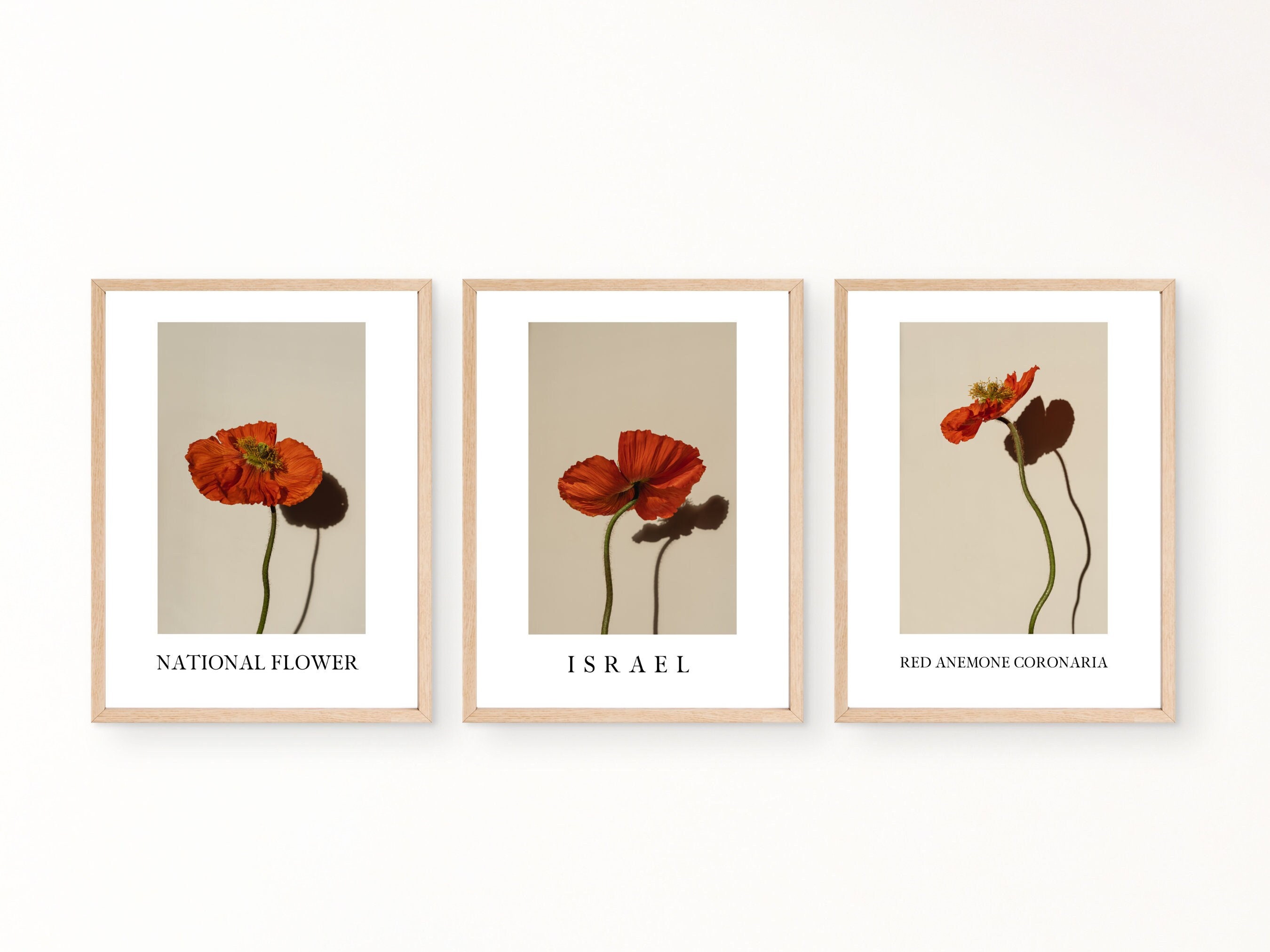 Israel National Flower - Red Anemone Coronaria Wall Art Print