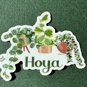 Puede incluir: Una pegatina con una ilustración caprichosa de tres plantas Hoya en maceta con hojas verdes y blancas. La pegatina tiene un respaldo despegable y el texto "Hoya" está escrito en una fuente decorativa.