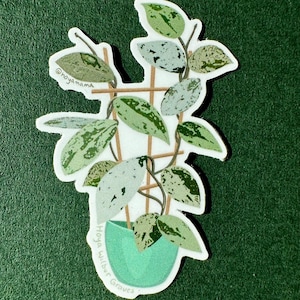 Hoya wilbur graves - Etsy 日本