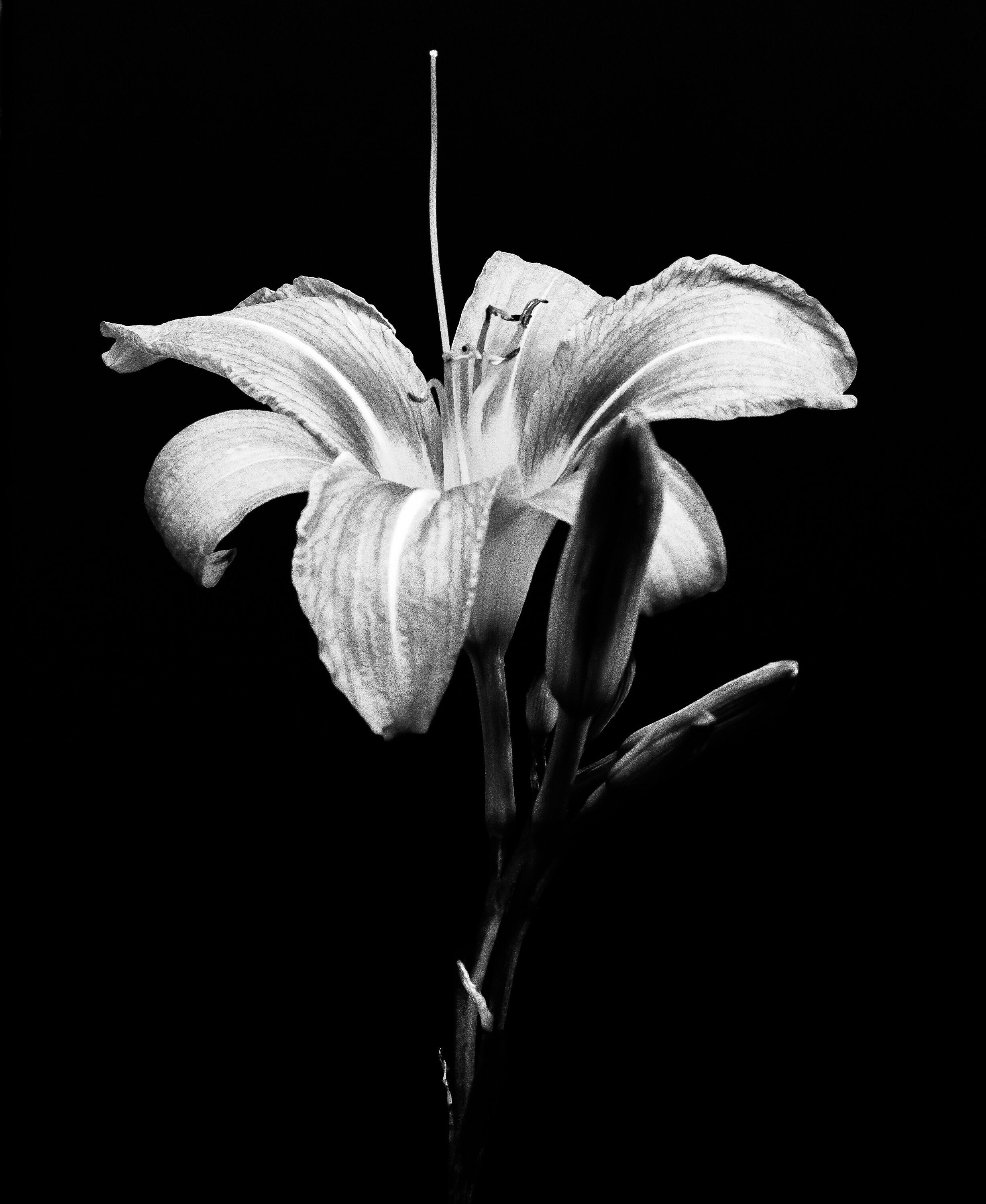 Lily Flower Art Print Black and White Photography Unique Flower Art Etsy