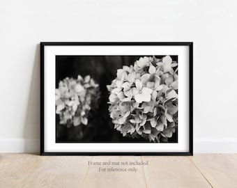 Hydrangea Flower Fine Art Black and White Unique Floral Photography